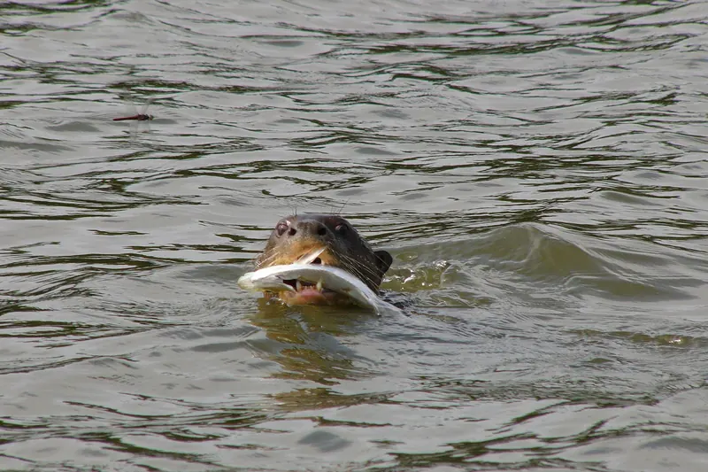 A giant river otter at Lake Sandoval