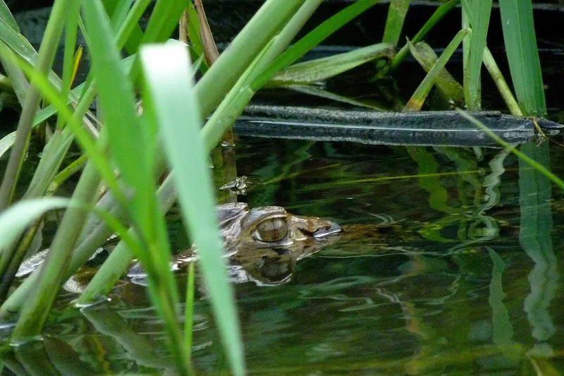 A caiman resting at Lake Sandoval
