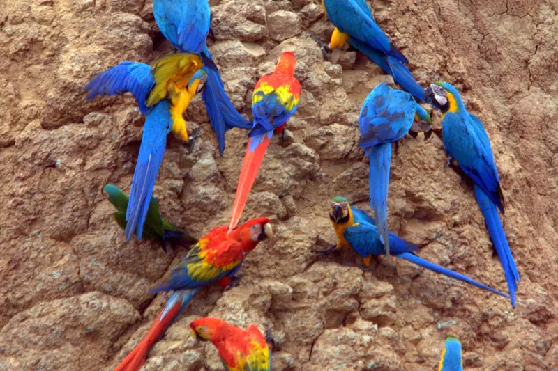 Macaws at a clay lick in the Peruvian Amazon