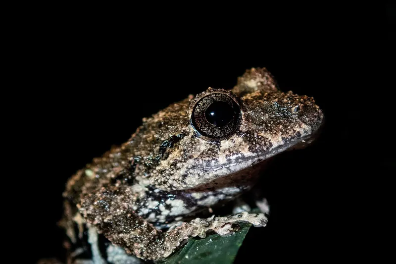 Wildlife in Tambopata National Reserve