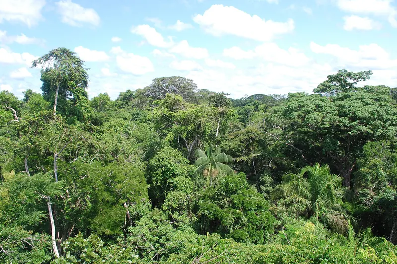 The Amazon rainforest canopy near Puerto Maldonado, Peru