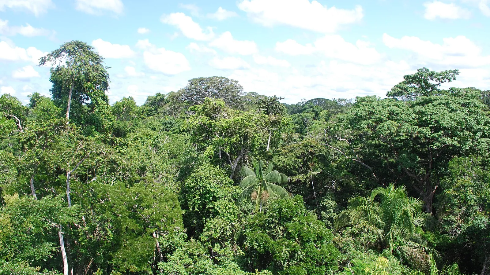 The Amazon rainforest canopy near Puerto Maldonado, Peru