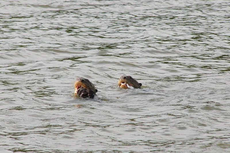 Watching giant river otters at Lake Sandoval