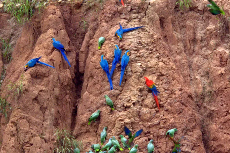 Macaws at a riverside clay lick