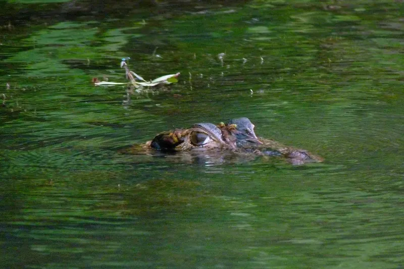 Spotting caimans at night in the Amazon