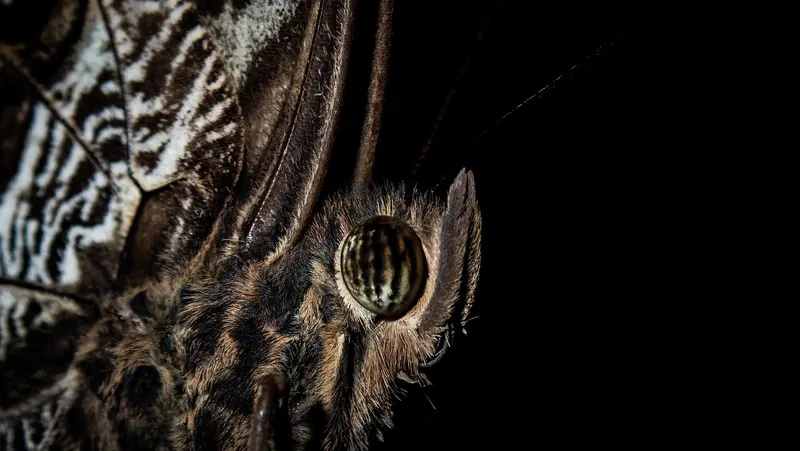 Wildlife spotted on a night walk in Tambopata