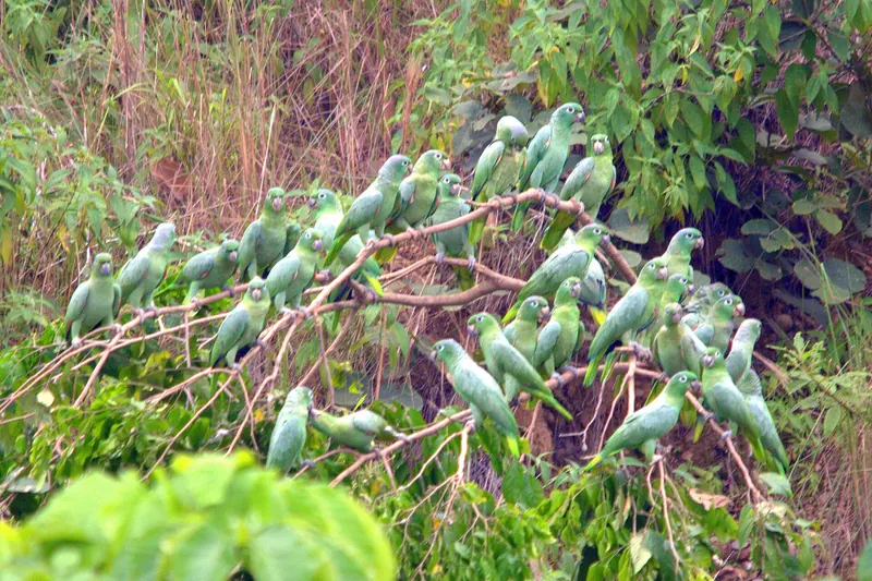 A mealy parrot in the Peruvian Amazon