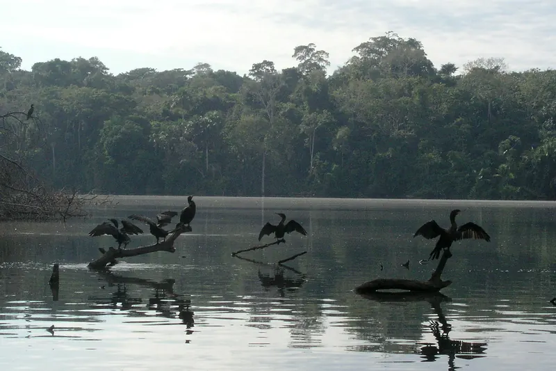 Birds drying their feathers at Lake Sandoval