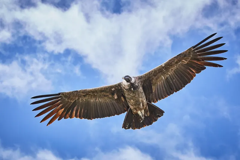 An Andean condor in flight at Colca Canyon