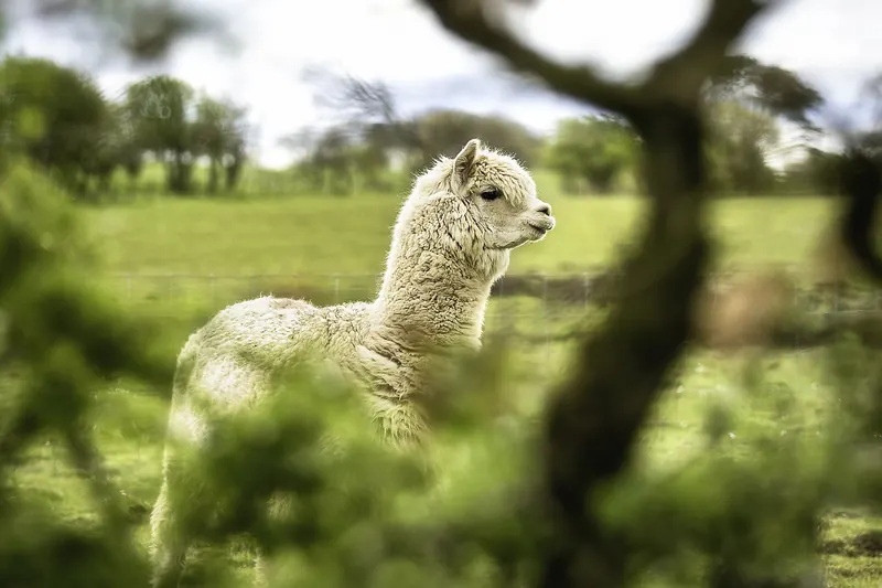 An alpaca grazing near Rainbow Mountain
