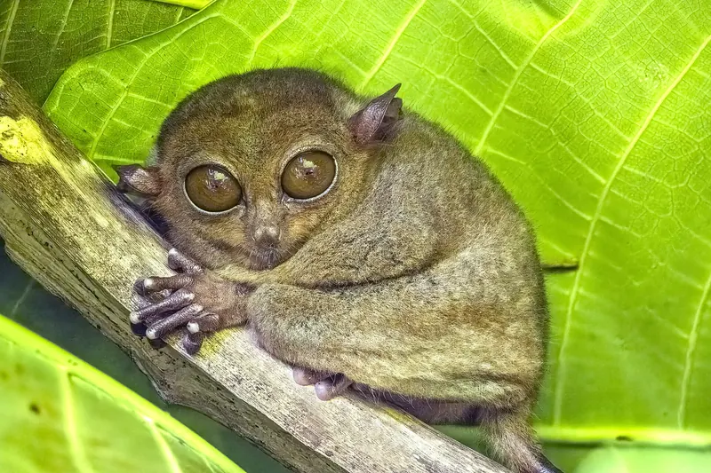 A Philippine tarsier clinging to a branch with huge eyes