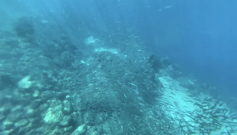 A huge school of sardines swirling over the seafloor at Moalboal