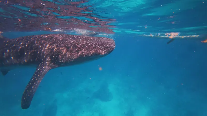 A whale shark swimming near the surface at Oslob