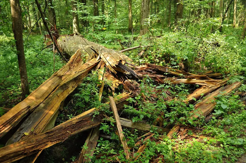 Old-growth forest inside Białowieża National Park