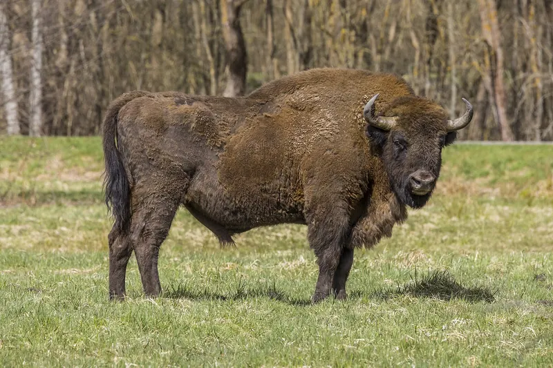 A male European bison standing in the Białowieża Forest