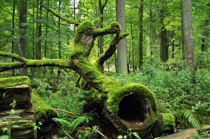 Ancient trees in Białowieża National Park