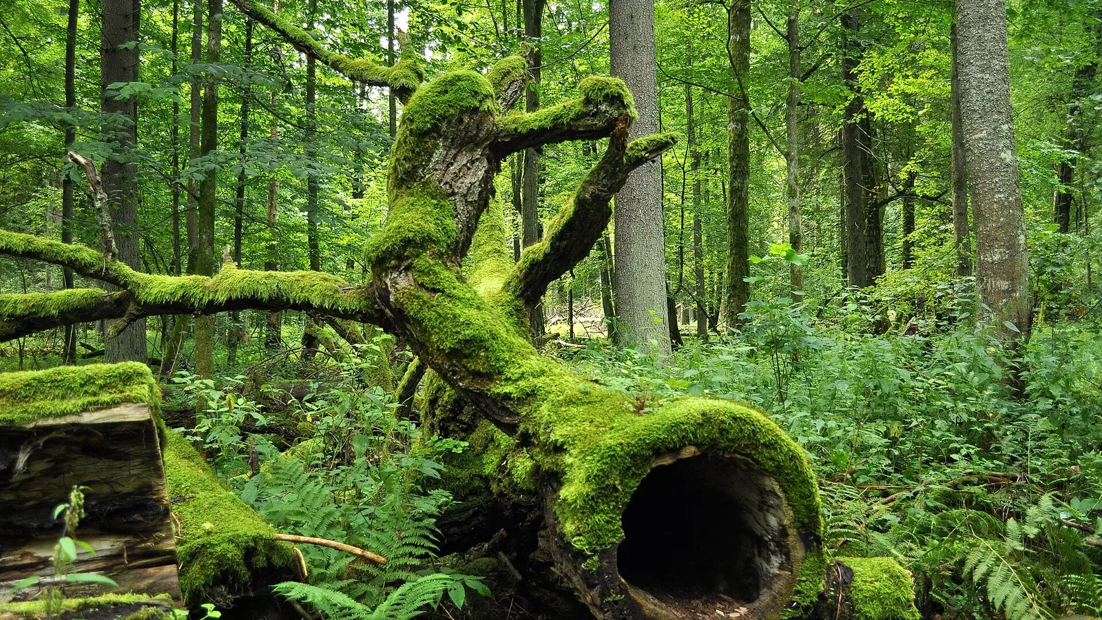 Ancient trees in Białowieża National Park