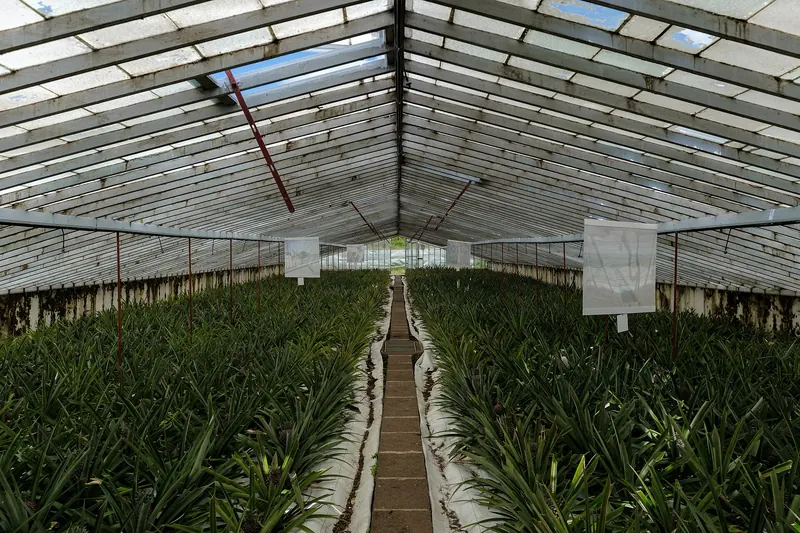 Azorean pineapples growing in a traditional greenhouse near Ponta Delgada