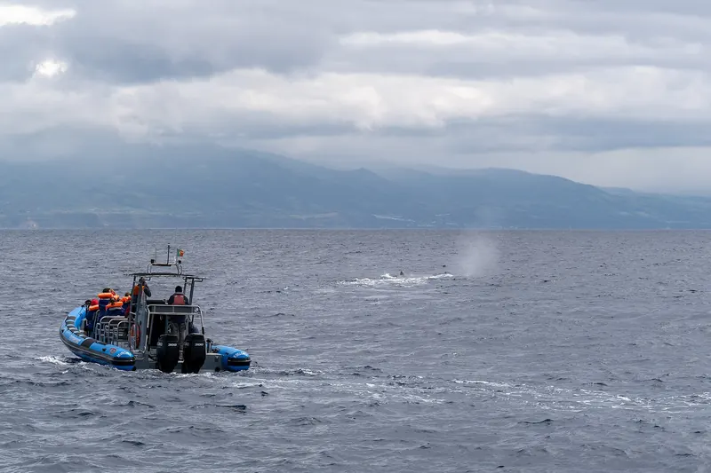 A whale watching boat following a sperm whale off the coast of São Miguel