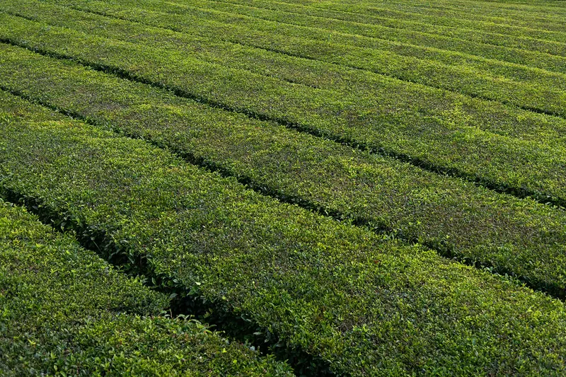 Rows of tea bushes at the Gorreana plantation on São Miguel, Europe's oldest working tea estate