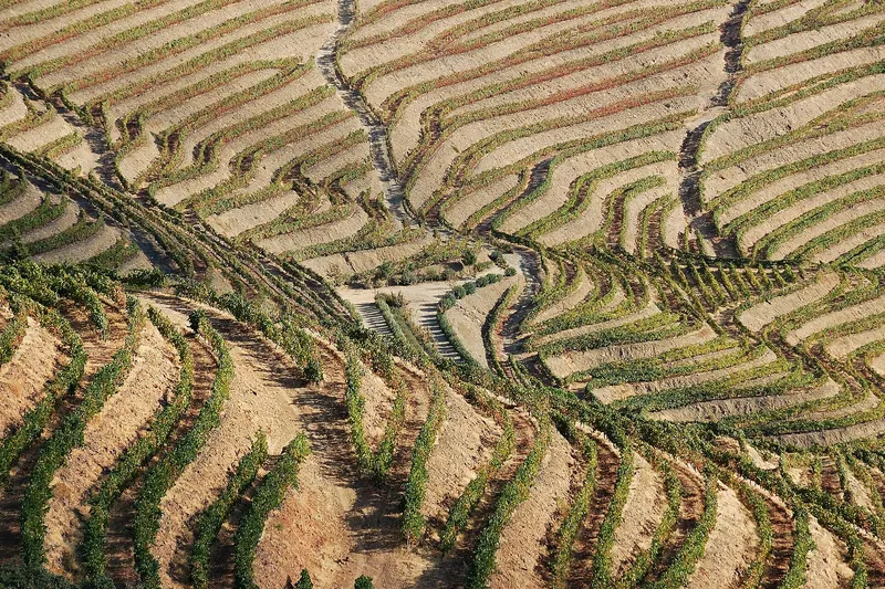 Terraced vineyards in Portugal's Douro Valley
