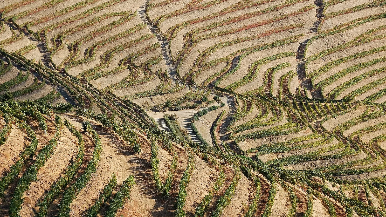 Terraced vineyards in Portugal's Douro Valley