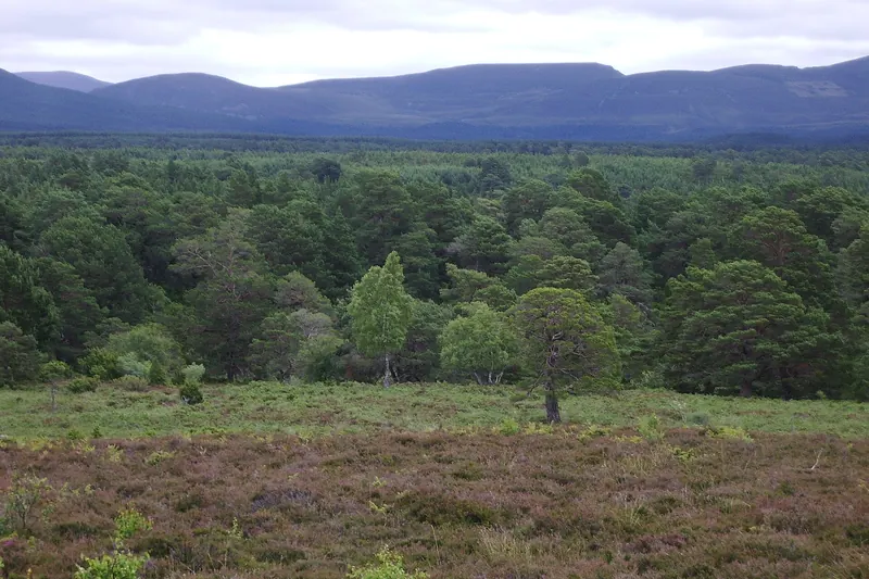 The ancient pine forest of Rothiemurchus