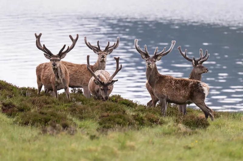 A red deer in Cairngorms National Park