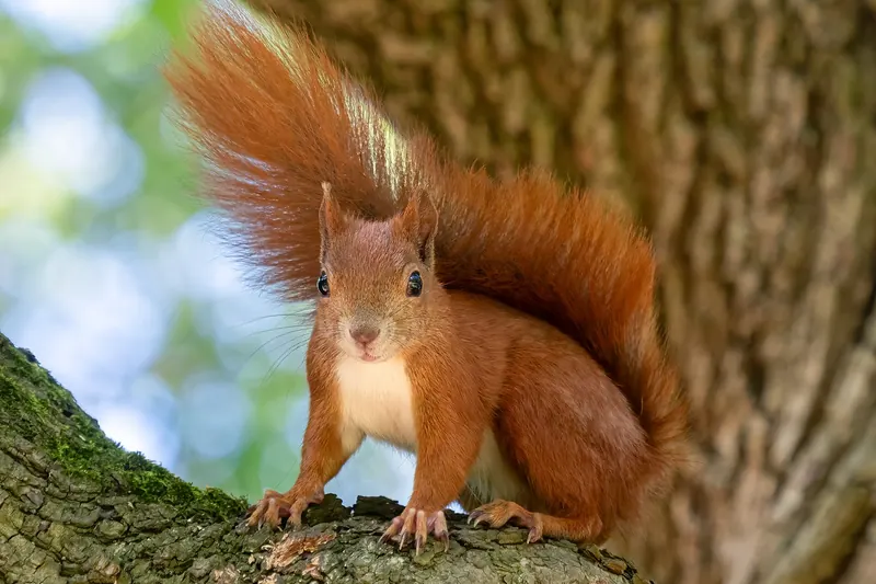 A red squirrel in Cairngorms National Park