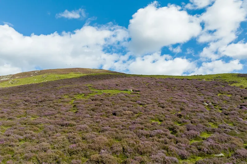 Heather moorland in Cairngorms National Park