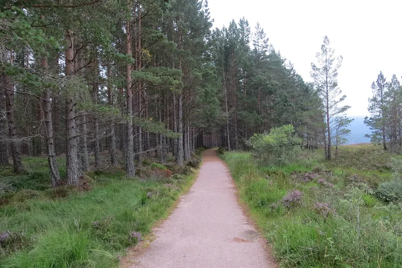 A trail through Rothiemurchus Forest
