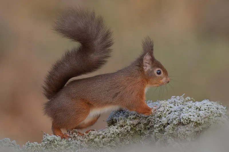 A red squirrel spotted in the Cairngorms