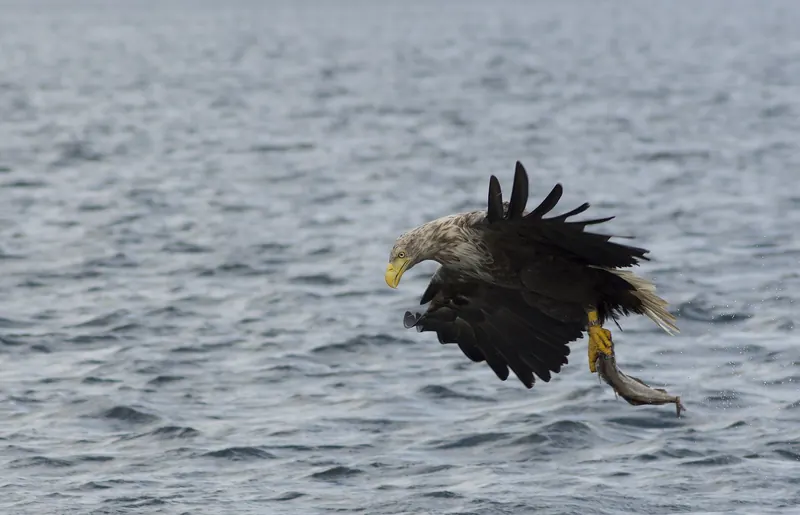 A white-tailed sea eagle over Mull