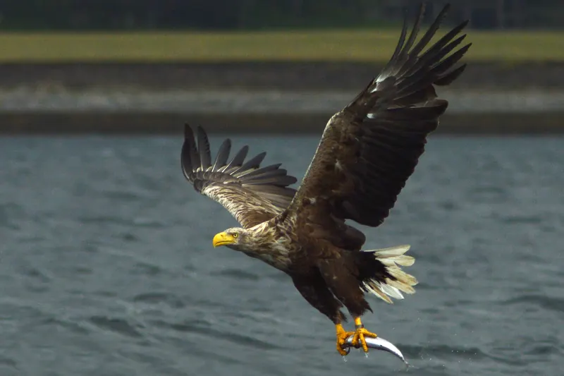 A white-tailed sea eagle spotted on Mull