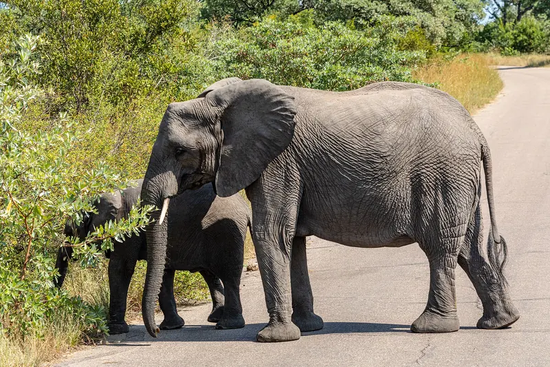 A group of elephants walking in Kruger National Park