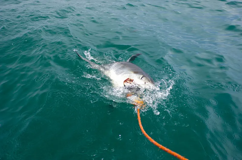 A great white shark swimming near the surface