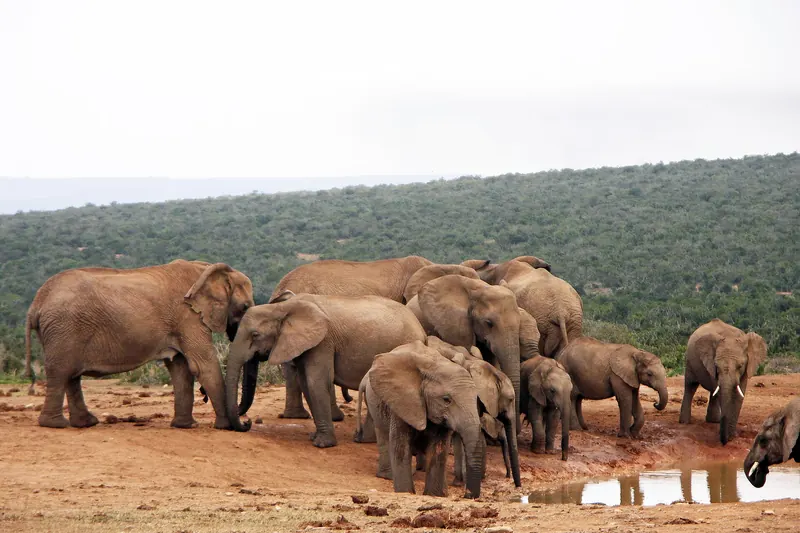 Elephants walking through the bush in Addo Elephant National Park