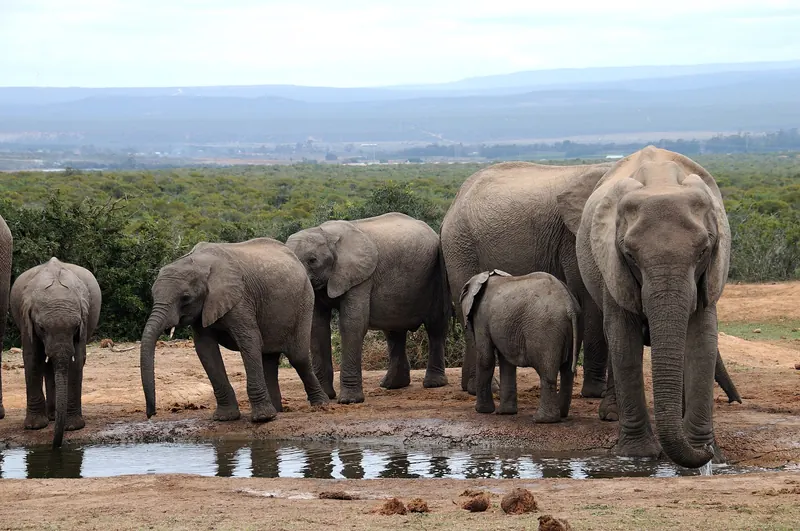 African elephants gathered at a waterhole in Addo Elephant National Park