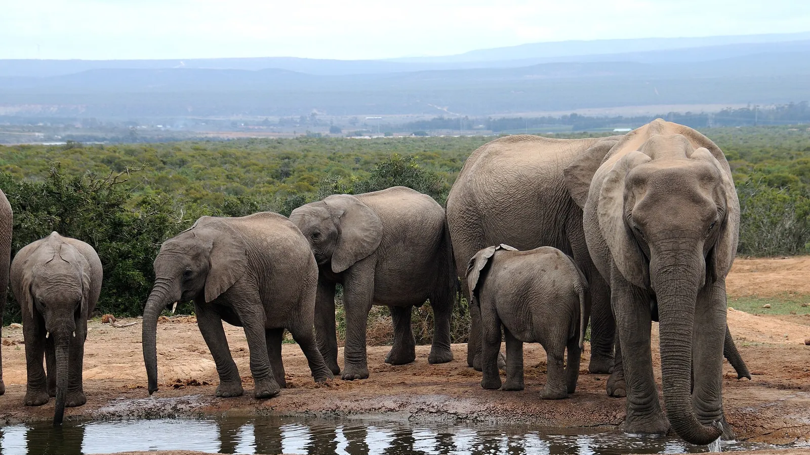 African elephants gathered at a waterhole in Addo Elephant National Park