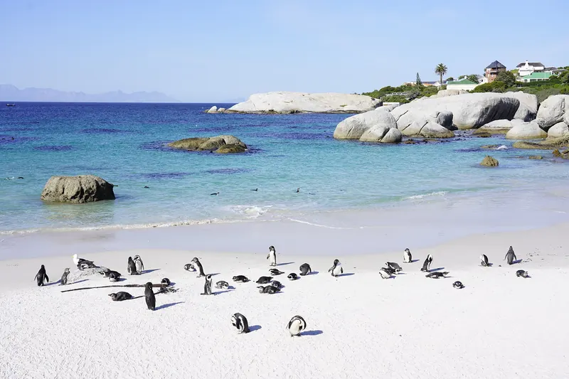 African penguins on the sand at Boulders Beach near Simon's Town