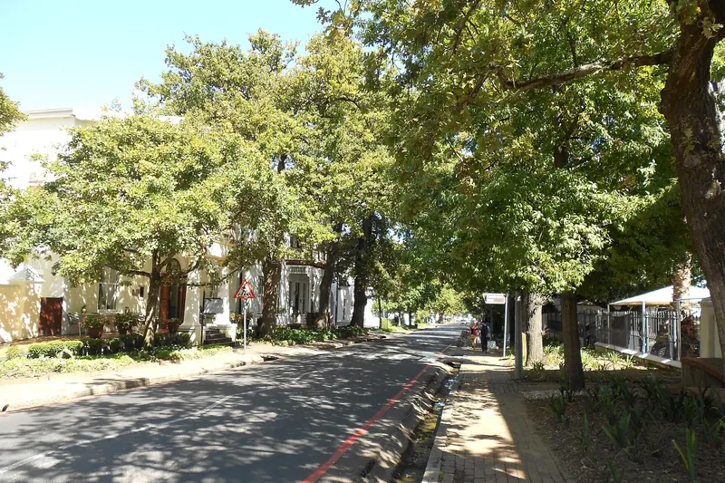 Oak trees lining Dorp Street in Stellenbosch with historic houses