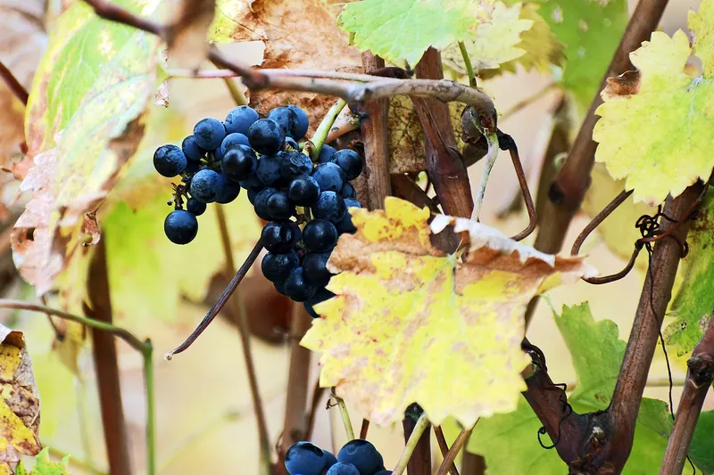 Bunches of grapes ripening on vines in Paarl