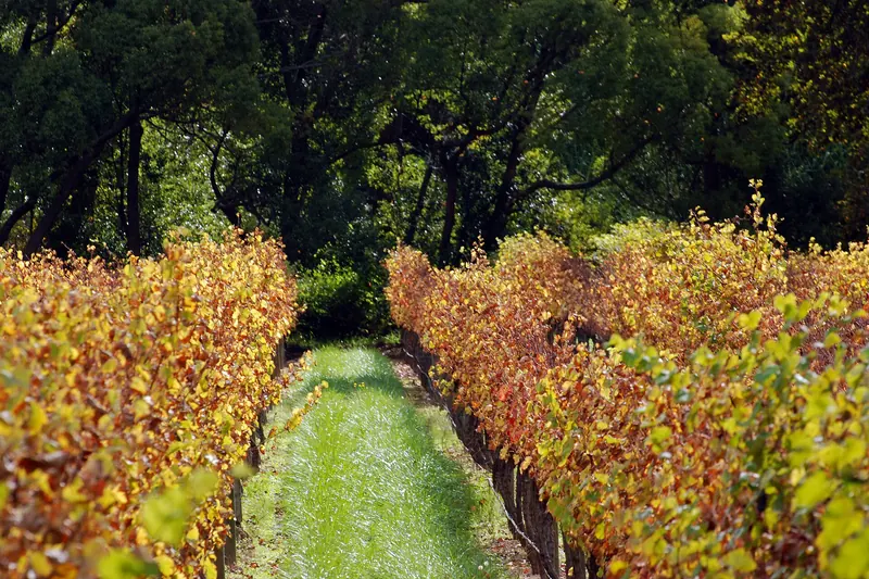 Rows of vines in a Winelands vineyard beneath a mountain near Paarl
