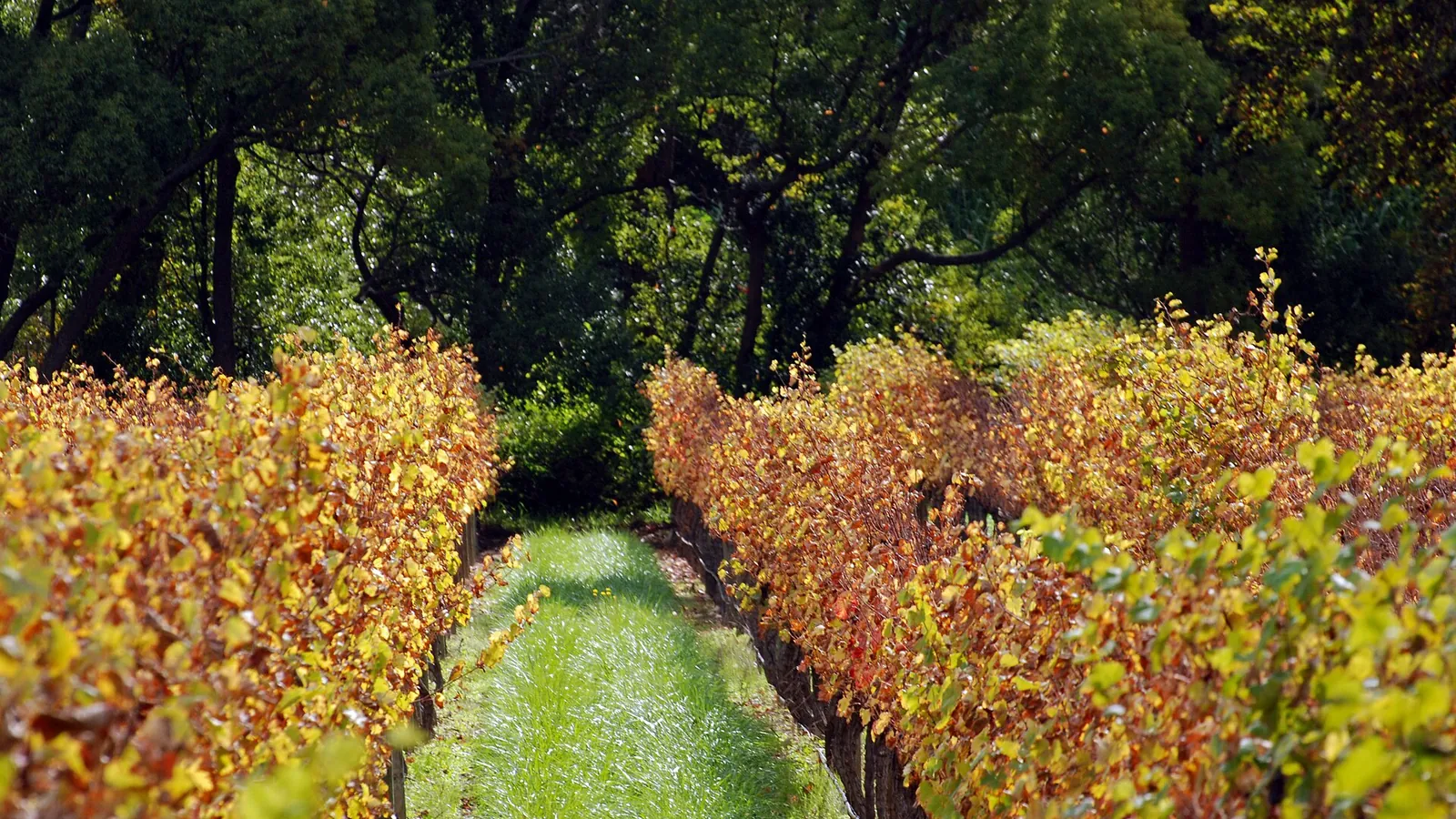 Rows of vines in a Winelands vineyard beneath a mountain near Paarl