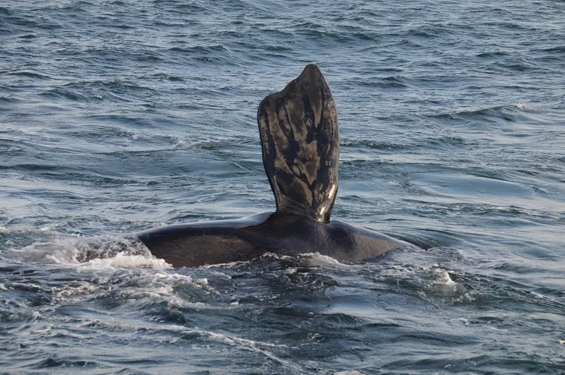 A southern right whale lifting its tail flukes near the rocky shore of Hermanus