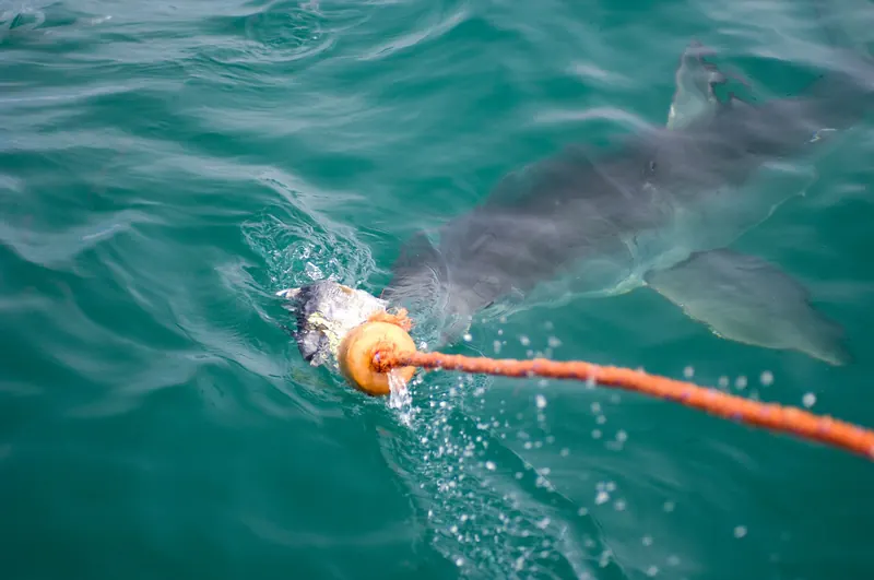 A great white shark swimming underwater