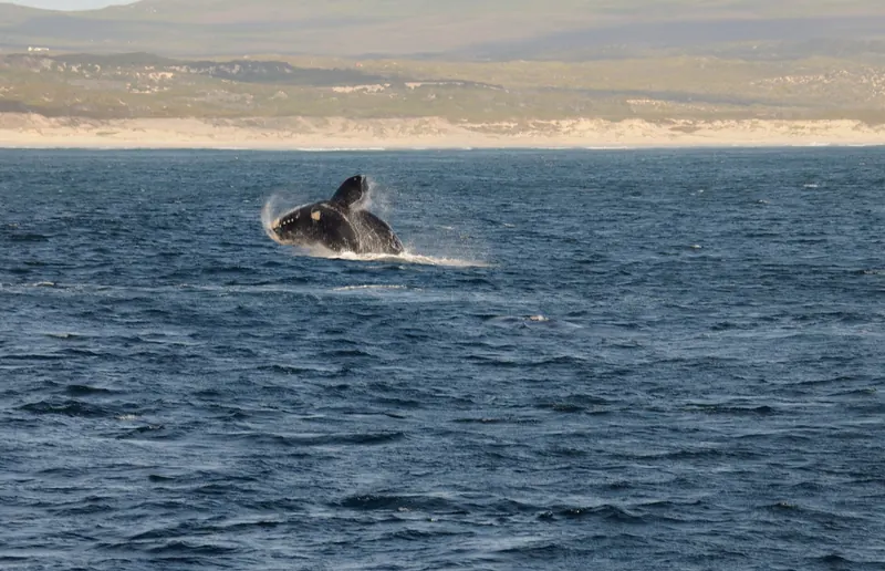 A southern right whale breaching out of the water near Hermanus