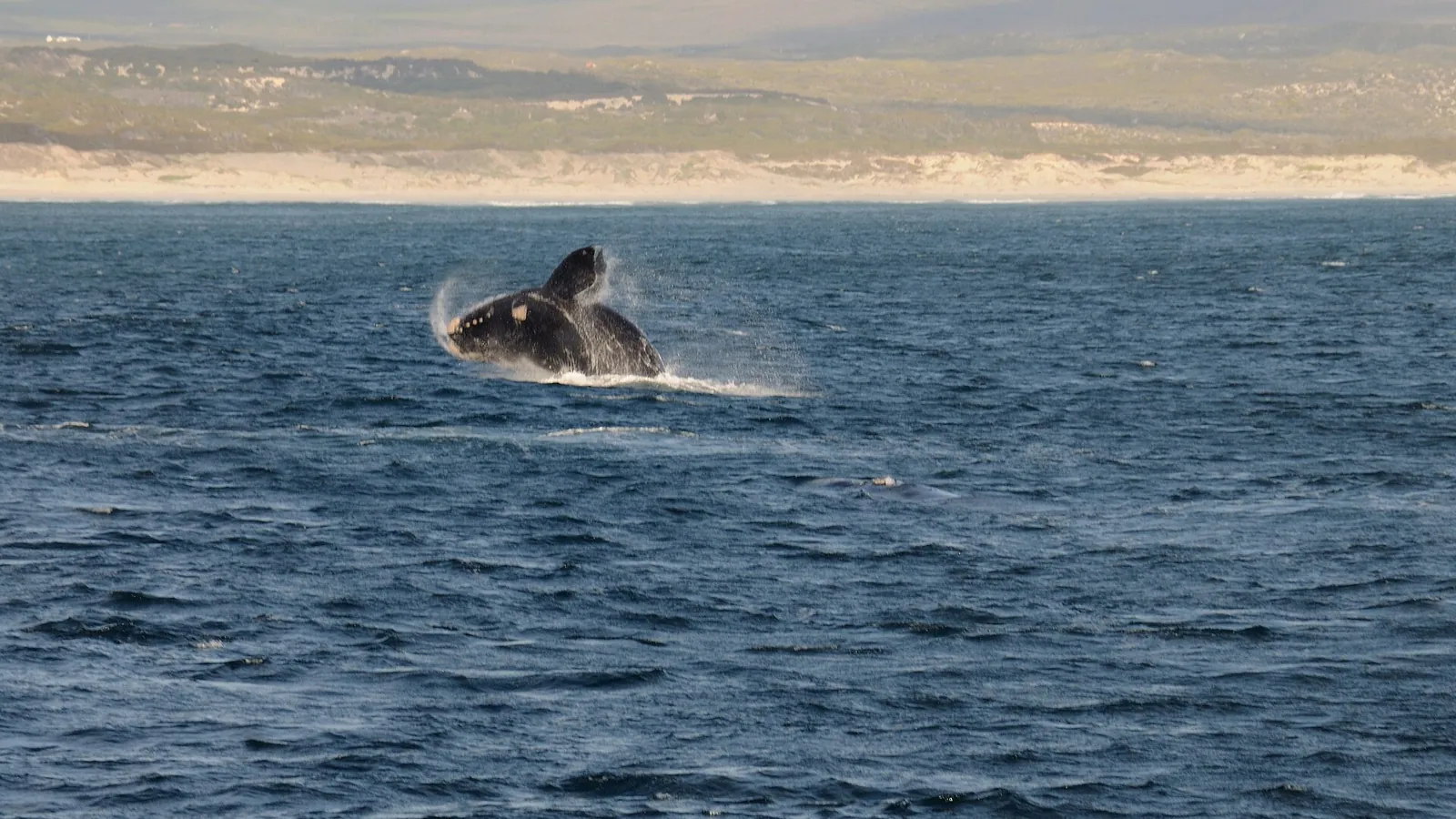 A southern right whale breaching out of the water near Hermanus
