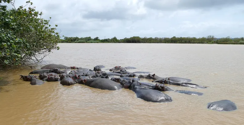 A family of hippos resting on the shore of Lake St Lucia
