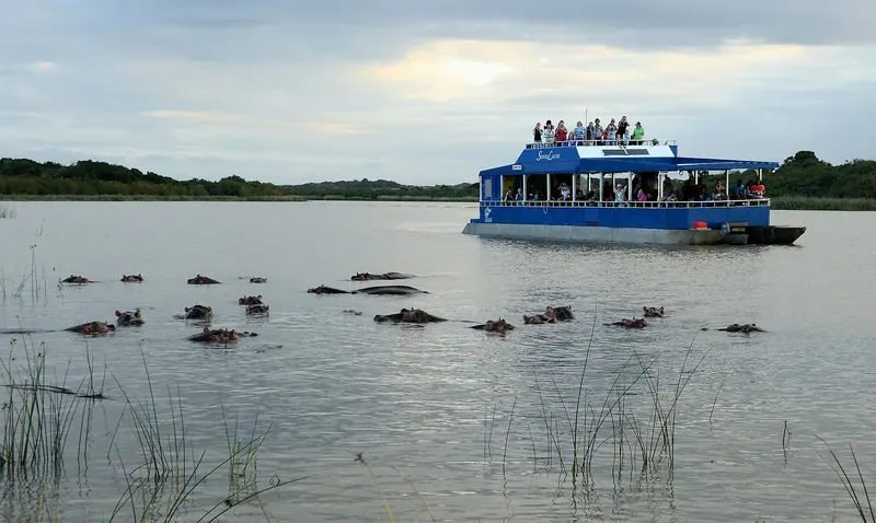 A hippopotamus in the water beside a tour boat in the iSimangaliso Wetland Park